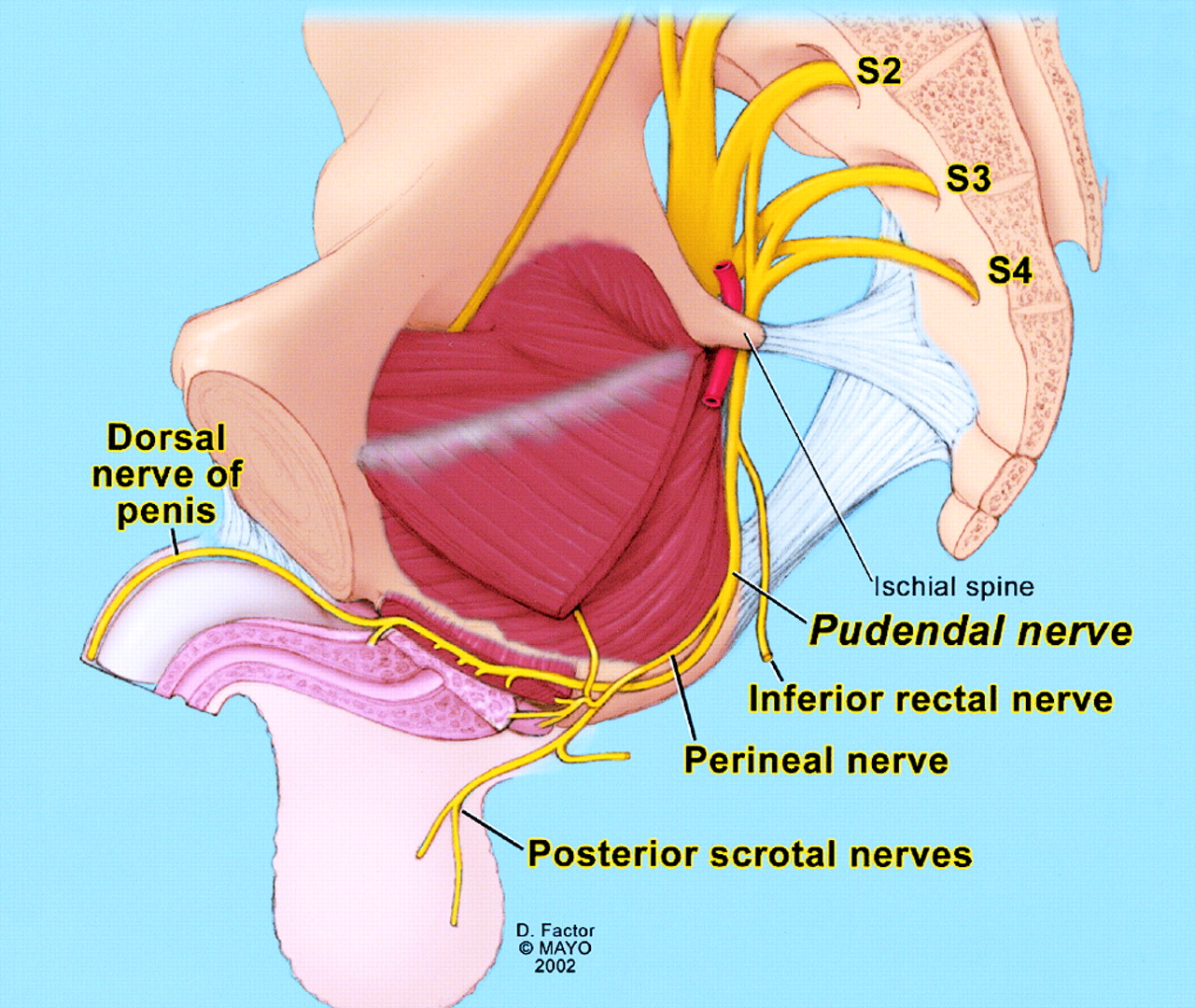 Anal inferior nerves Foot sexual reflexology